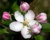 Blomstrende æbleblomster i maj